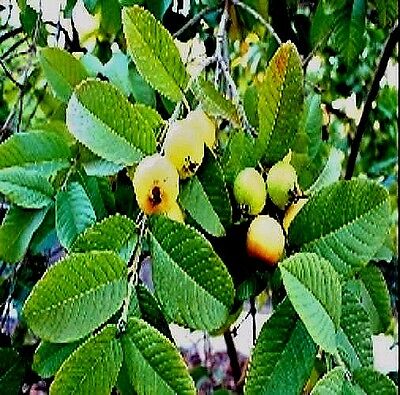 *60 Pc's Organic Guava Green Leaves Florida Grow Fresh Cut Fast Free Shipping*