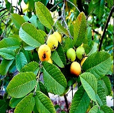*40 Pc's Organic Guava Green Leaves Florida Grow Fresh Cut Fast Free Shipping