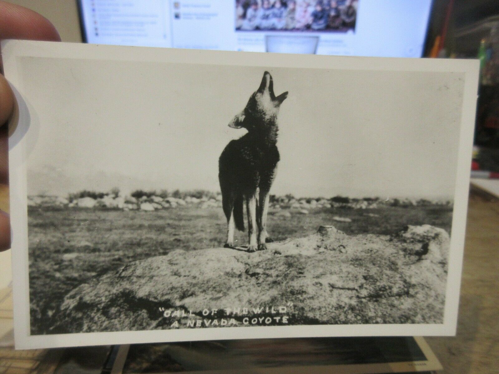 Vintage Old Postcard Nevada Call Of The Wild Coyote Real Photo West Howling Moon