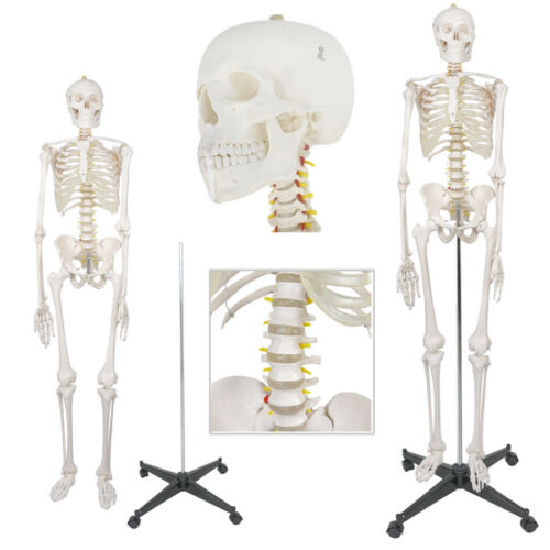 New 70" Human Anatomical Anatomy Skeleton Model Fexible Medical School Teaching