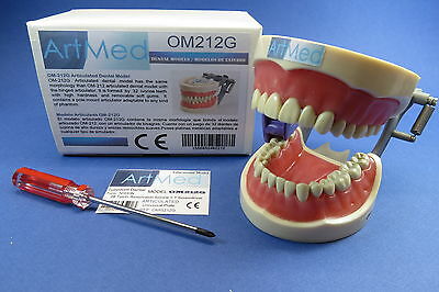 Model Anatomy Typodont Dental Type Nissin Kilgore Om-212g Plate Universal Artmed