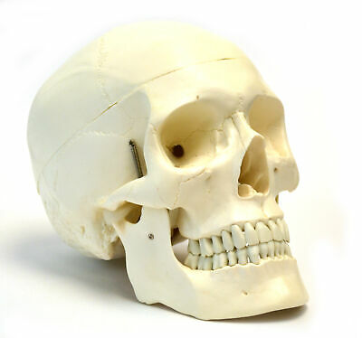 Human Skull Anatomical Model, Medical Quality, Life Sized (9" Height) - 3 Parts
