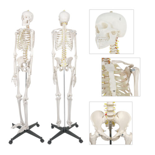 New 6ft Life Size Human Anatomical Anatomy Skeleton Medical Model + Stand 70"